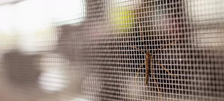 Repair Mosquito Mesh For Windows in Apopka, FL